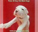 Small #52 Dogo Argentino