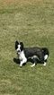 Small Photo #1 Border Collie Puppy For Sale in LE MARS, IA, USA