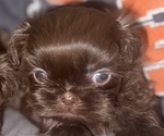 Puppy 3 Shih Tzu