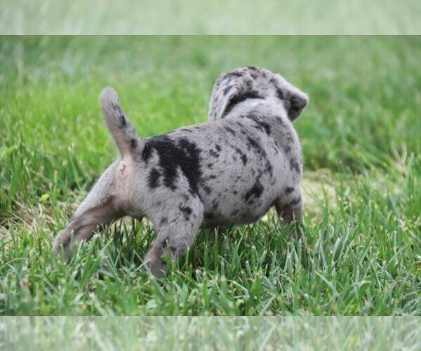 Medium Photo #4 Pug-Puggle Mix Puppy For Sale in ORO VALLEY, AZ, USA