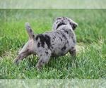 Small #3 Pug-Puggle Mix