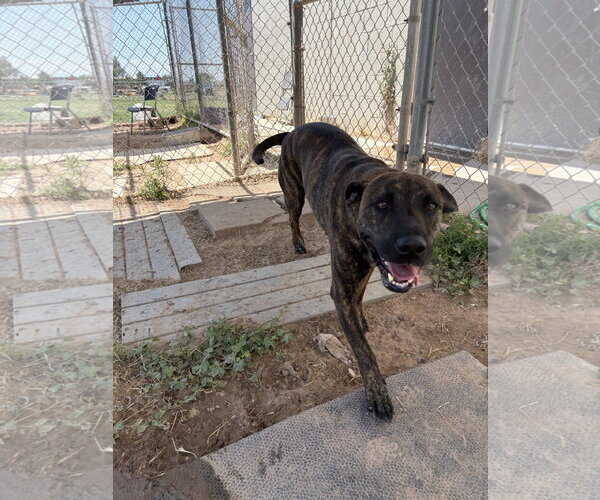 Medium Photo #3 Mutt Puppy For Sale in Amarillo, TX, USA
