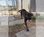 Small #2 Mutt