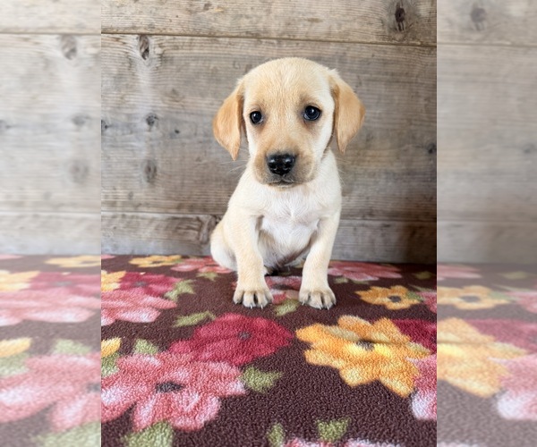 Medium Photo #3 Labrador Retriever Puppy For Sale in VERMONTVILLE, MI, USA