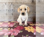 Small #2 Labrador Retriever