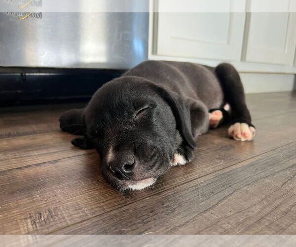 Medium Photo #2 Mutt Puppy For Sale in Evansville, IN, USA