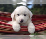 Small Photo #24 Great Pyrenees Puppy For Sale in HILLSVILLE, VA, USA