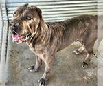 Small #2 Mutt