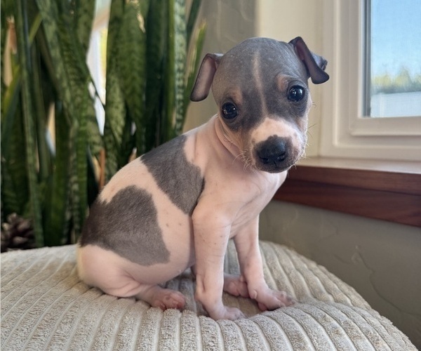 Medium Photo #1 American Hairless Terrier Puppy For Sale in MCKINLEYVILLE, CA, USA