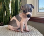 Puppy 5 American Hairless Terrier