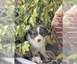 Australian Shepherd Puppy for sale in TAMPA, FL, USA