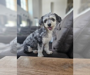 Mother of the Aussie-Poo-Aussiedoodle Mix puppies born on 05/15/2025