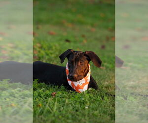 Timmy - Male Great Dane Dog for Adoption - Photo #2