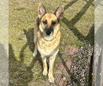 Small #2 German Shepherd Dog