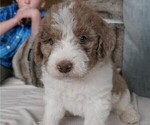 Small Photo #3 Labradoodle Puppy For Sale in COLORADO SPRINGS, CO, USA