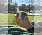 Puppy Puppy 8 Brittany