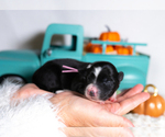 Small #1 Border Collie