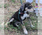 Small #2 Labrador Retriever Mix