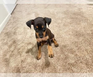 Miniature Pinscher Puppy for sale in FORT VALLEY, GA, USA