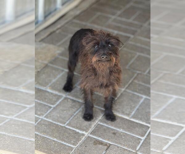 Medium Photo #1 Mutt Puppy For Sale in Yardley, PA, USA