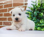 Small Photo #8 West Highland White Terrier Puppy For Sale in SYRACUSE, IN, USA