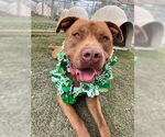Small #8 American Pit Bull Terrier Mix