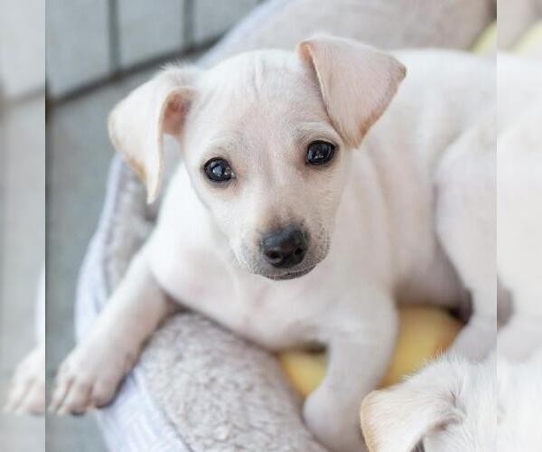 Medium Photo #2 Chihuahua-Unknown Mix Puppy For Sale in San Diego, CA, USA