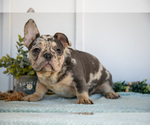 Puppy Benji French Bulldog
