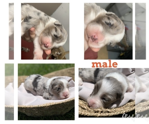 Medium Photo #1 Australian Shepherd Puppy For Sale in WEST PLAINS, MO, USA