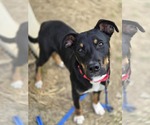 Small #1 Rottweiler Mix