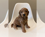 Puppy Miss Red Goldendoodle (Miniature)