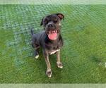 Small #1 Mastiff Mix