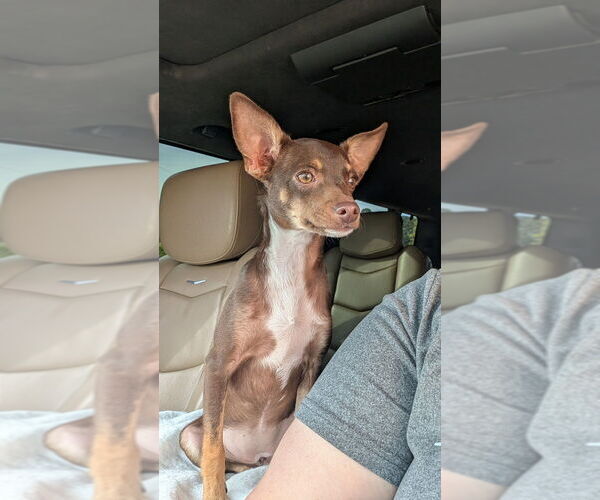Medium Photo #2 Chihuahua-Unknown Mix Puppy For Sale in Mooresville, NC, USA