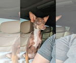 Small #1 Chihuahua Mix