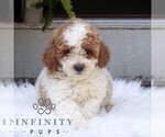 Small #2 Poodle (Miniature)