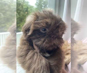 Shih Tzu Puppy for Sale in JOHNSTON, Rhode Island USA