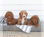 Small #2 Goldendoodle (Miniature)