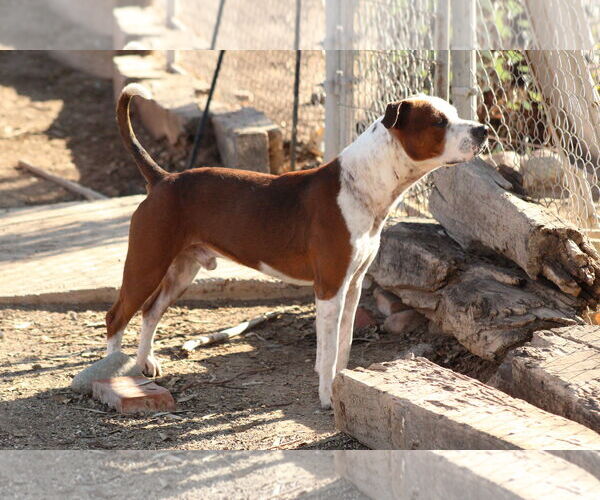 Medium Photo #2 Texas Heeler-Unknown Mix Puppy For Sale in El Centro, CA, USA