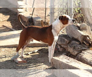Armani - Male Texas Heeler-Unknown Mix Dog for Adoption - Photo #2