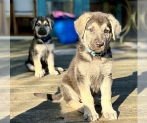German Shepherd Dog Puppy for sale in OAKLAND, CA, USA