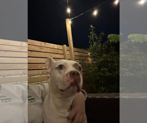 Medium Photo #5 American French Bull Terrier Puppy For Sale in Germantown, OH, USA