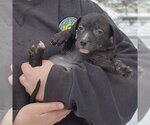 Small Photo #4 American Staffordshire Terrier-Labrador Retriever Mix Puppy For Sale in Huntley, IL, USA