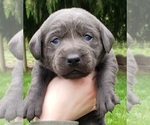 Puppy Charcoal female Labrador Retriever