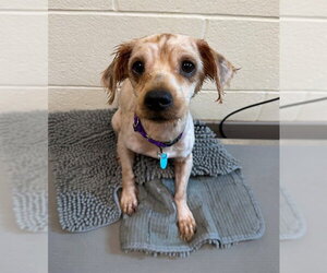 Bichon Frise-Unknown Mix Dogs for adoption in Waterford, VA, USA