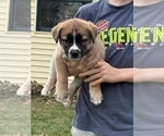 Small #6 Alaskan Husky-Saint Bernard Mix