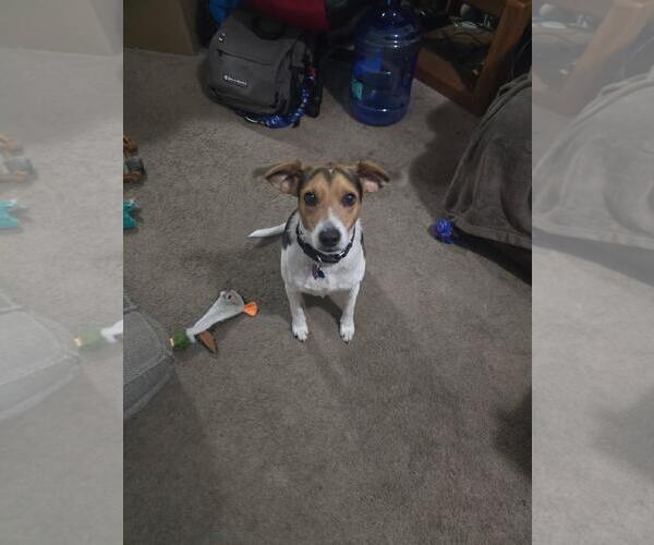 Medium Photo #3 Beagle Puppy For Sale in Crete, IL, USA