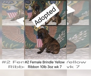 Boxer Puppy for sale in LINN GROVE, IN, USA