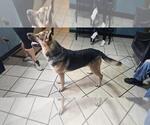 Small #1 German Shepherd Dog