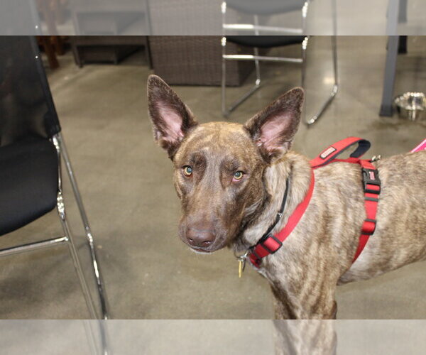 Medium Photo #2 Doberman Pinscher-Unknown Mix Puppy For Sale in Cottage Grove, MN, USA