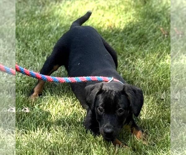 Medium Photo #4 Boxer-Unknown Mix Puppy For Sale in Yardley, PA, USA